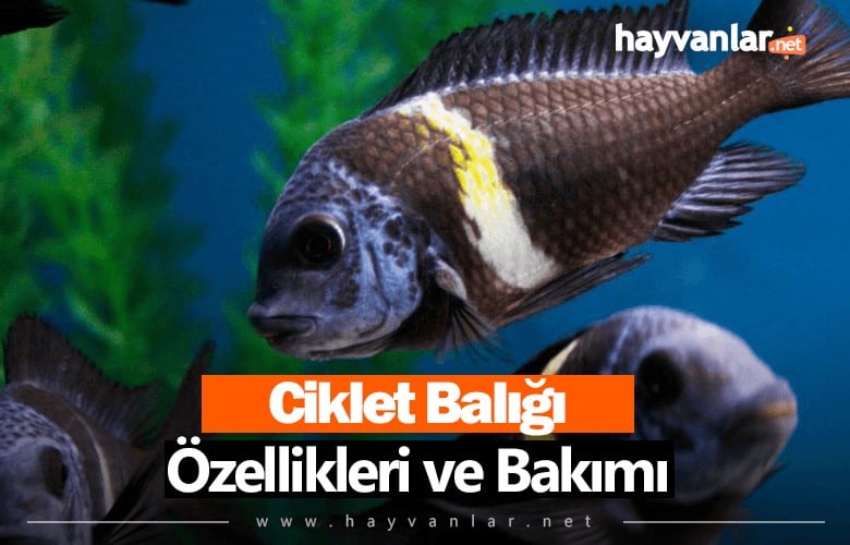 Ciklet Balığı