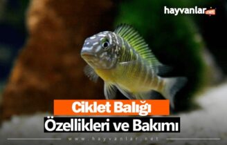 Ciklet Balığı