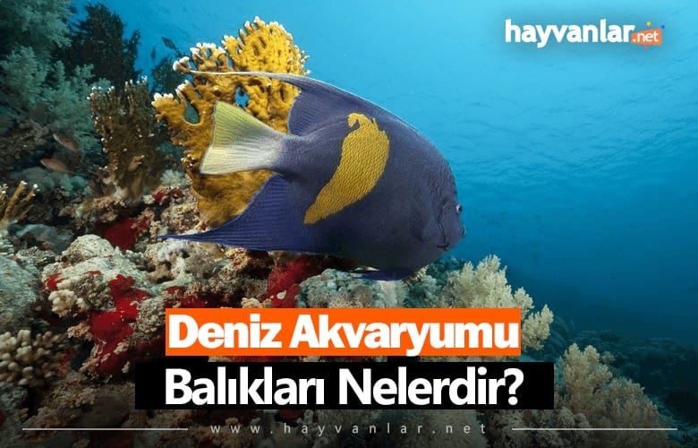 Deniz Akvaryumu