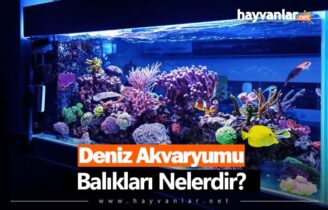 Deniz Akvaryumu