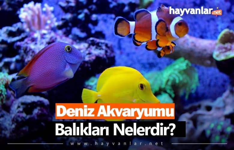 Deniz Akvaryumu