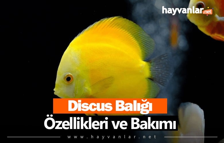 Discus Balığı