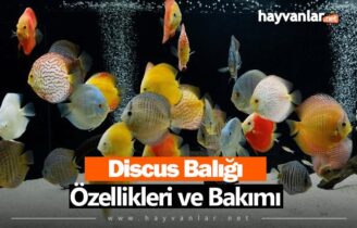 Discus Balığı