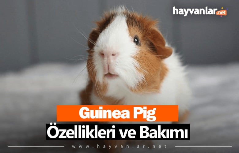 Guinea Pig