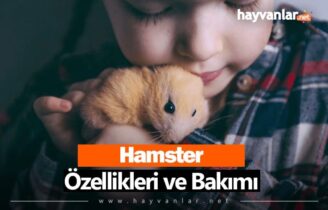 Hamster