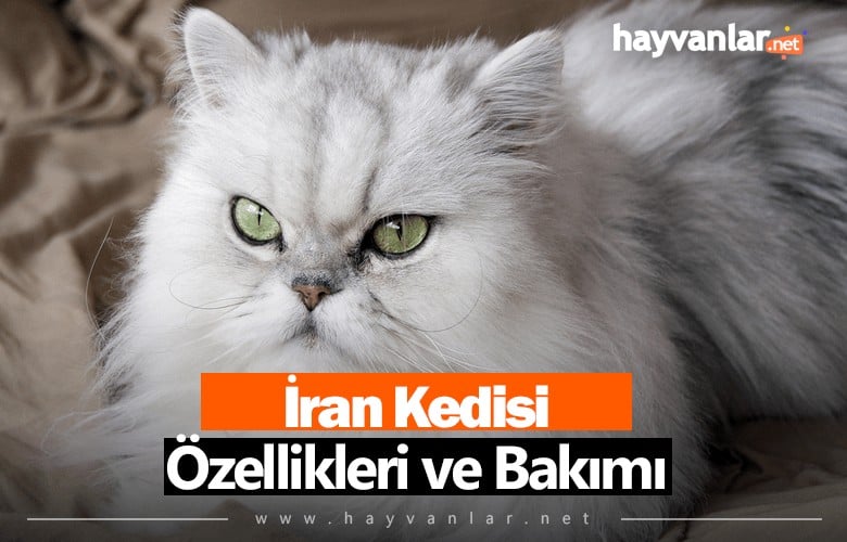 İran Kedisi