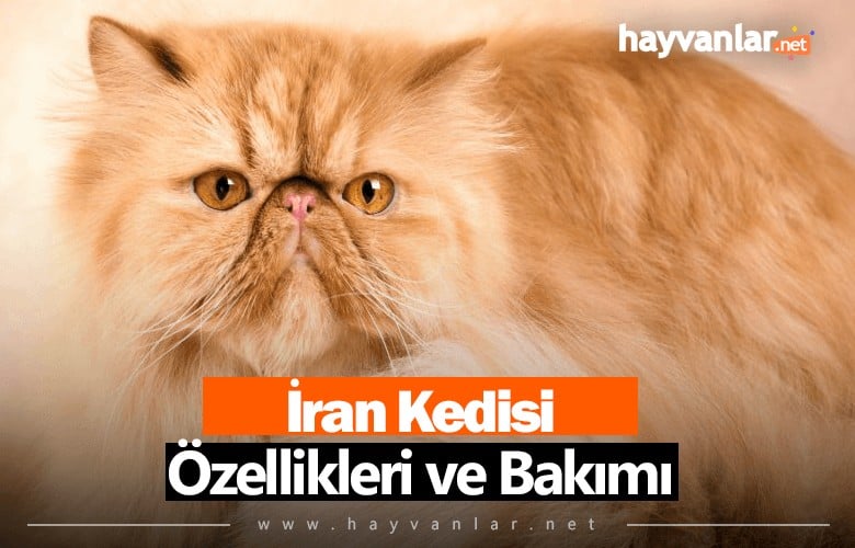 İran Kedisi