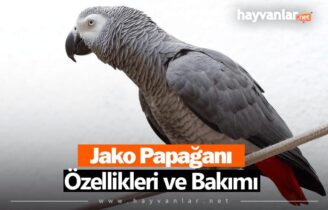 Jako Papağan