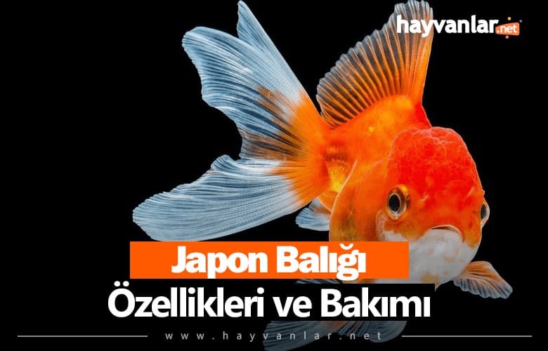 Japon Balıkları