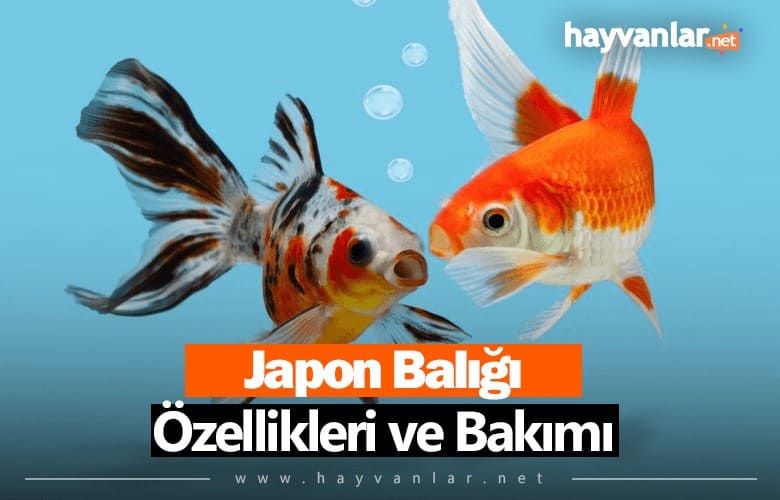 Japon Balıkları
