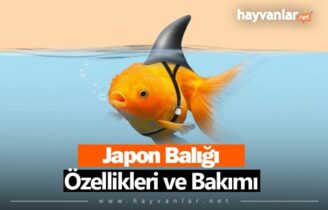 Japon Balıkları