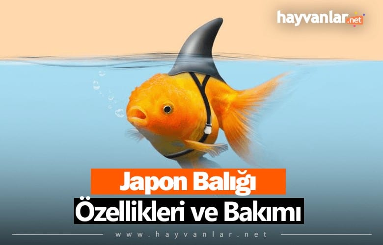 Japon Balıkları