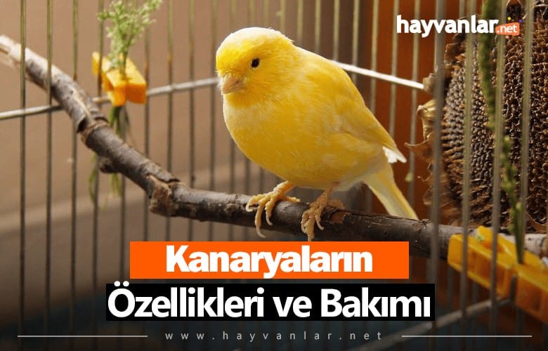 Kanaryalar