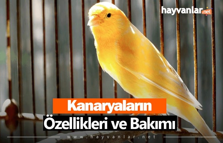 Kanaryalar