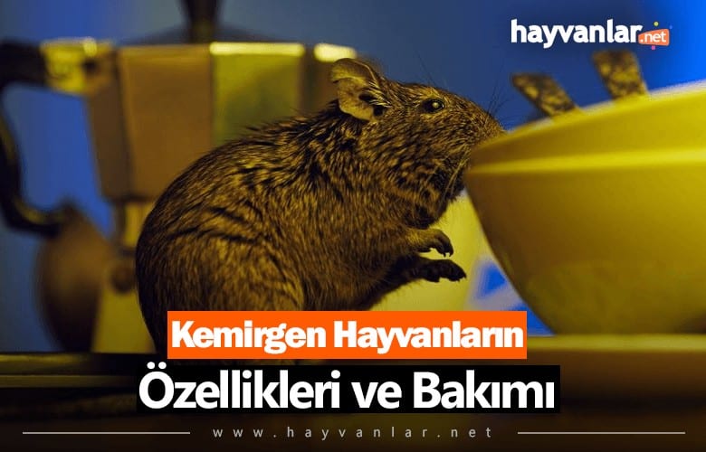 Kemirgenler