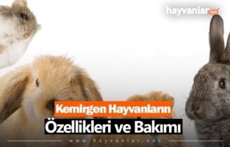 Kemirgenler