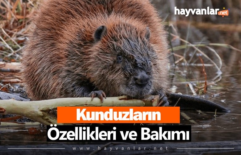 Kunduzlar