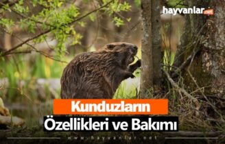 Kunduzlar