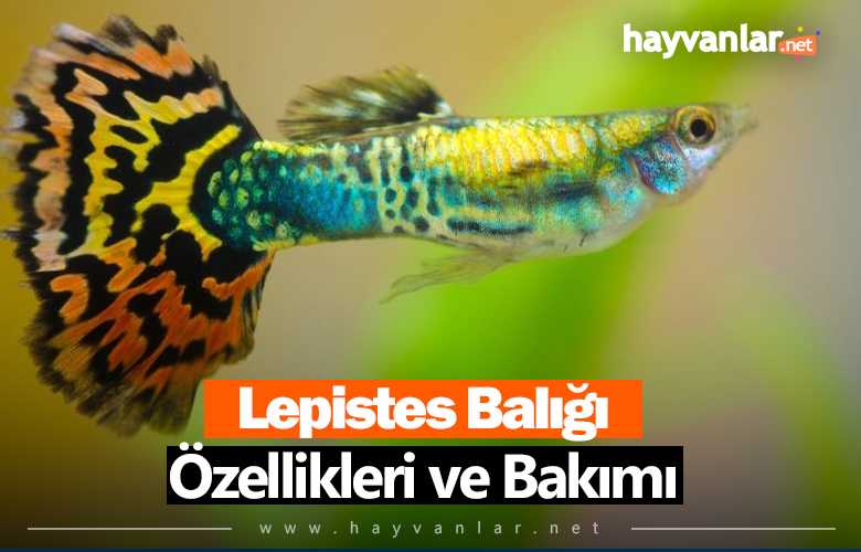 Lepistes Balığı