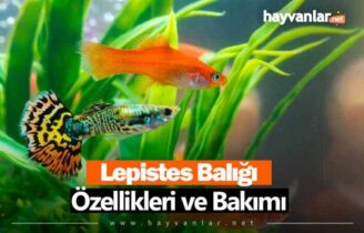 Lepistes Balığı