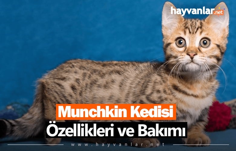 Munchkin Kedisi