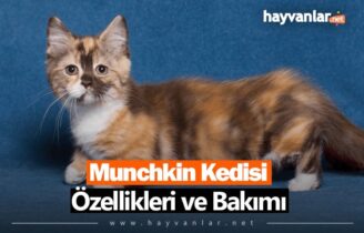 Munchkin Kedisi