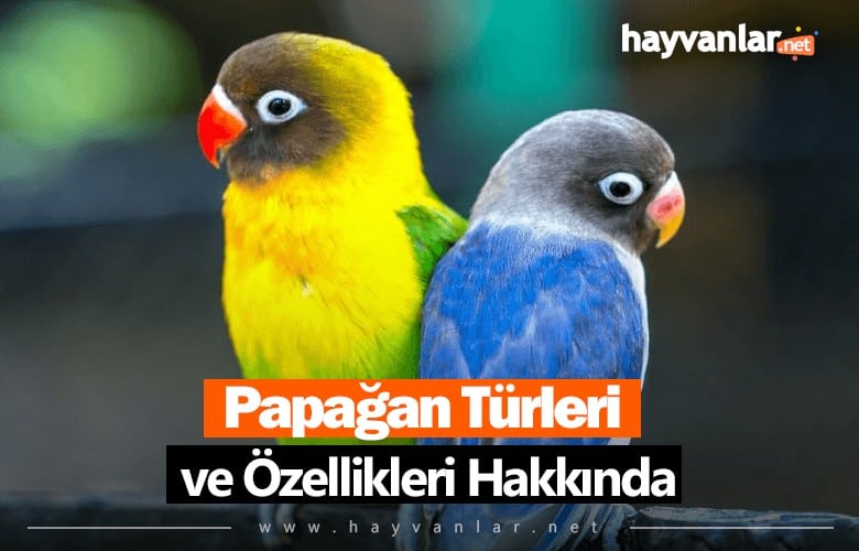 Papağan Türleri ve Özellikleri