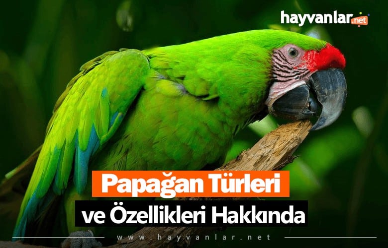 Papağan Türleri ve Özellikleri