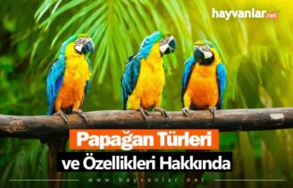 Papağan Türleri ve Özellikleri
