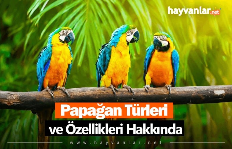 Papağan Türleri ve Özellikleri