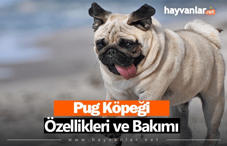 Pug Köpek