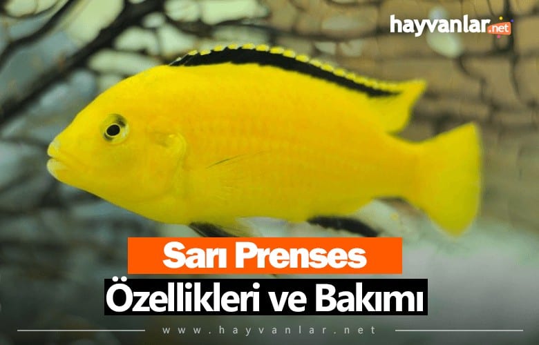 Sarı Prenses