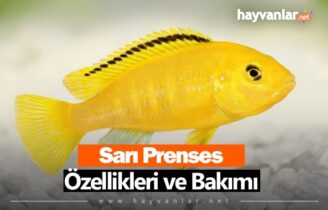 Sarı Prenses