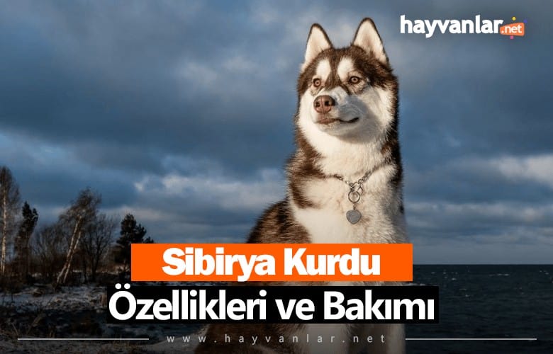 Sibirya Kurtları