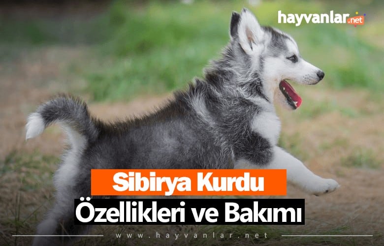 Yavru Sibirya Kurdu