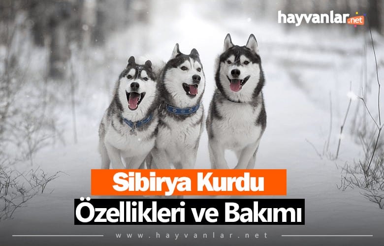 Sibirya Kurtları