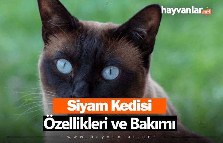 Siyam Kedisi