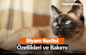 Siyam Kedisi