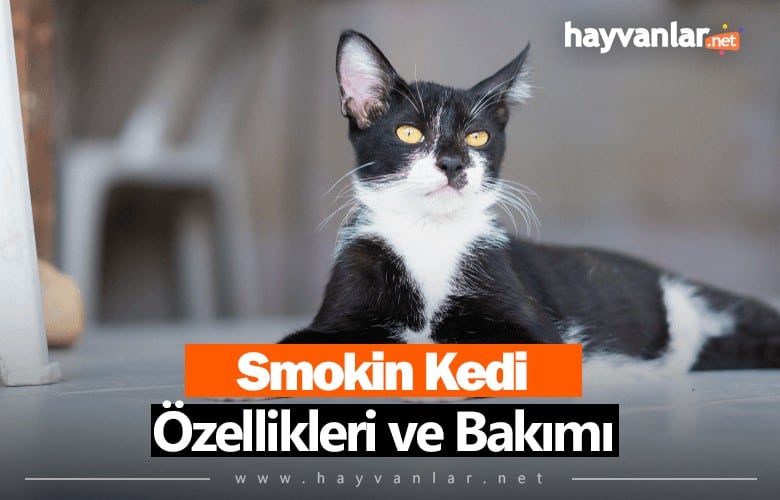 Smokin Kedi