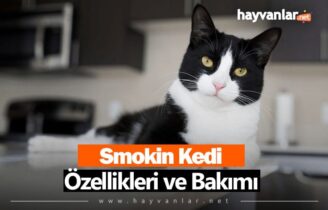 Smokin Kedi