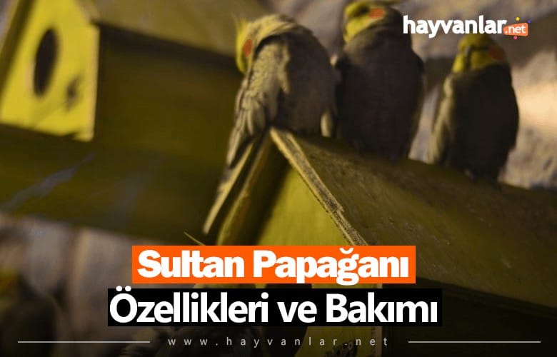 Sultan Papağanı