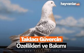 Taklacı Güvercin