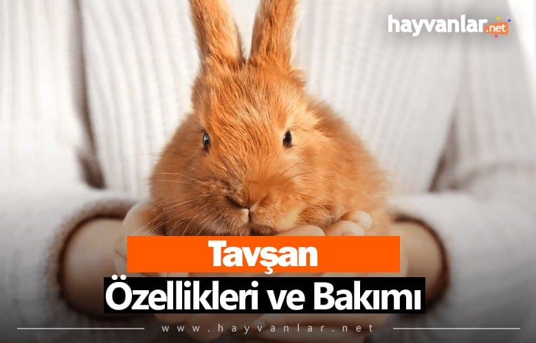 Tavşanlar