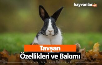 Tavşanlar