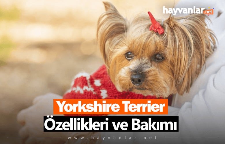 Yorkshire Terrier