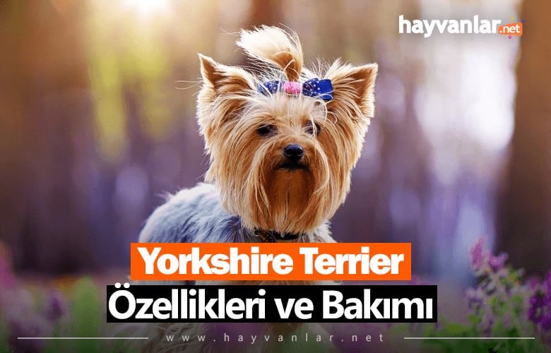 Yorkshire Terrier