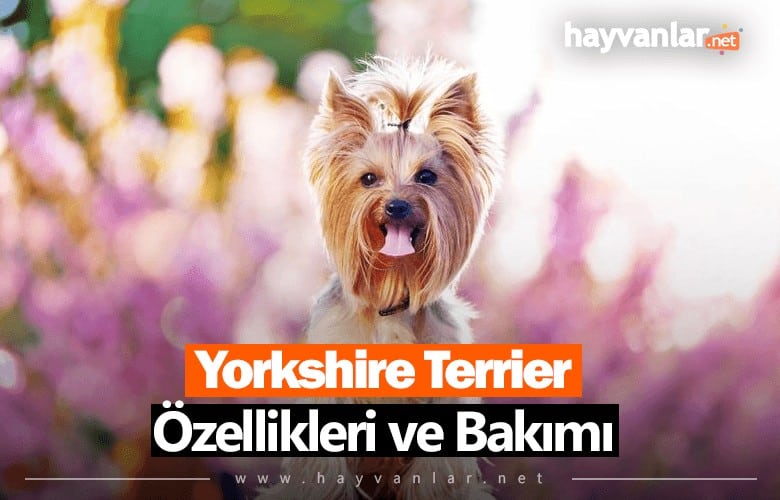 Yorkshire Terrier