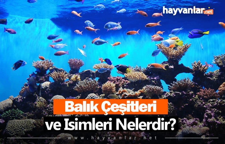 Balık Çeşitleri