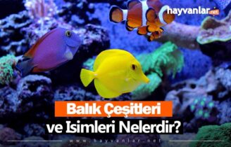 Balık Çeşitleri