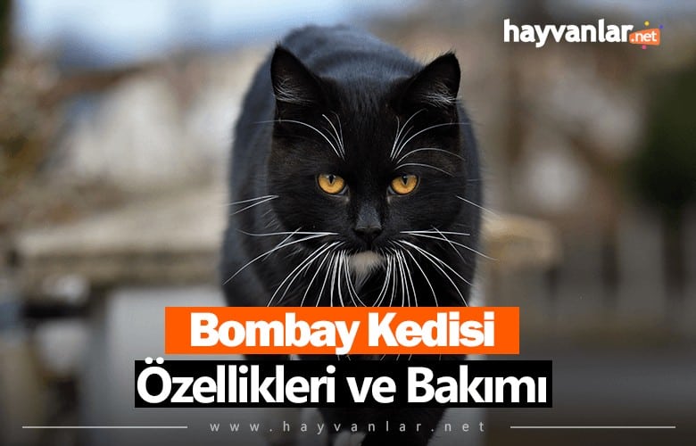 Bombay Kedisi